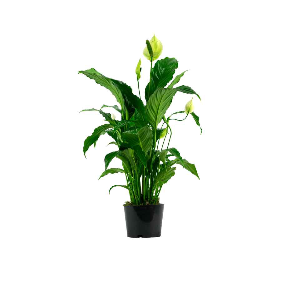 Spathiphyllum